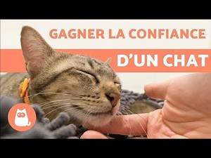 How to Gain a Cat’s Trust? – 5 Effective Tips!