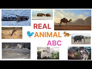 "ABC Song with Real Animals 🐘🐒 | Learn Alphabet with Wildlife Fun!"#kids