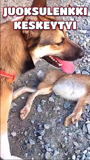 Juoksulenkki keskeytyi – Tico ja ukko kohtasivat jäniksen 🐕🐇
