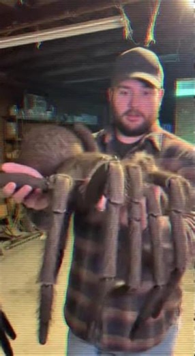 Found in the Basement: Giant Spider as BIG as a Human Head! 🕷️💀