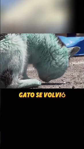 😱 ¡El Gato Azul que Todos Pensaron que Era un Alienígena! 🐱👽
