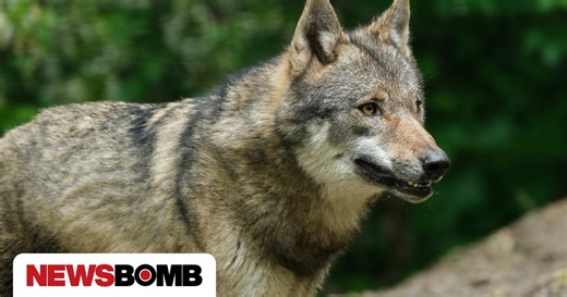 Οι λύκοι επιστρέφουν: Πώς εξηγείται το φαινόμενο - Τι κάνουμε σε πιθανό τετ α τετ