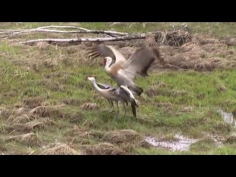 Sandhill Crane Mating
