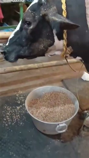 HF Cow Khaate Hue – High Milk Breed Ki Zabardast Feeding 😍🐄 #cowfeed