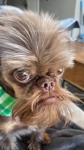 38K views · 718 reactions | Funniest Dog Faces #omg #dogsaregreat #funnydogvideos #dogsoftiktok | Smith 4LWN | Facebook