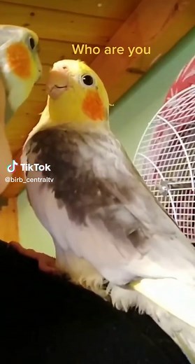 #cockatielsoftiktok #cockatiel #cockatiels #cockatiellife #cute #funny #parrots #parrotsoftiktok #parrot #caique #conure #cockatoo