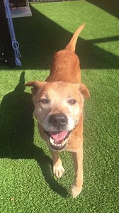 5.7K views · 185 reactions | It never ends Chichi #A1182787 a 9 yr...