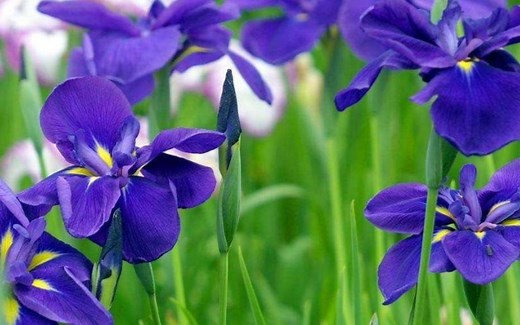 【子豪兄机器学习】玩转鸢尾花iris数据集