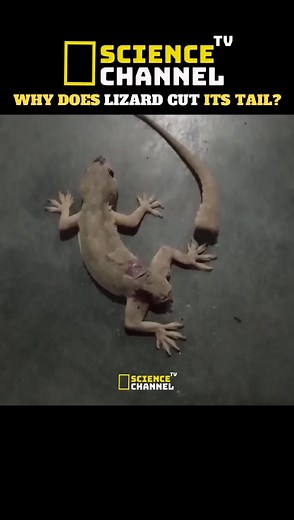 Science Tv Channel (@sciencetvchannel)’s videos with original sound - Science Tv Channel