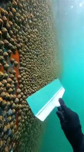 Effective Barnacle Removal from Ships