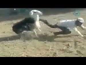 Cabra logra vengarse de su dueño y lo golpea por la espalda