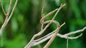 Portrait of Langaha madagascariensis commonly known as Malagasy or madagascar leaf nosed snake. Madagascar Tropical rainforests.