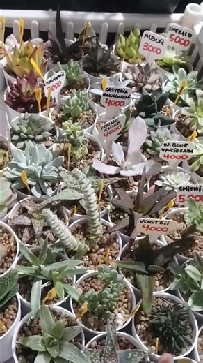 🥀 FERIA DE ORQUÍDEAS Y CACTUS - maravilllosa