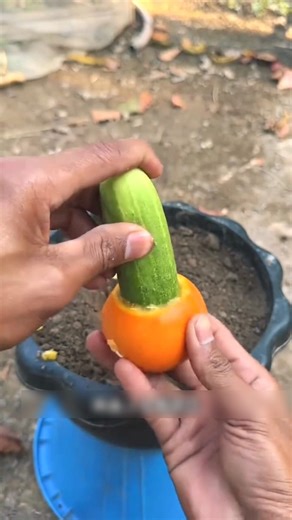 How is a cucumber plant grown using egg, banana, and orange?