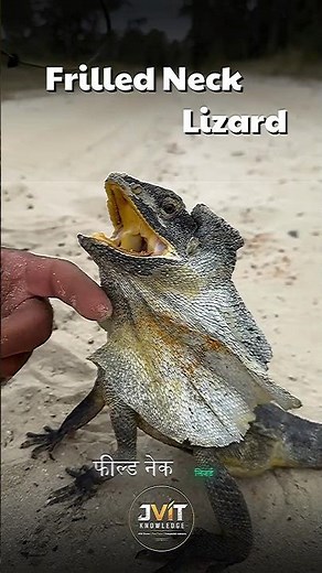 frilled neck lizard | Weirdest lizard?🦎🫢| Animal facts