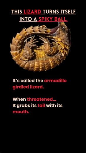Lizard That Turns Into a Ball#animalfacts #lizard #armadillolizard #naturefacts #sciencefacts
