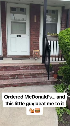 Squirrel Steals My McDonald’s Order!
