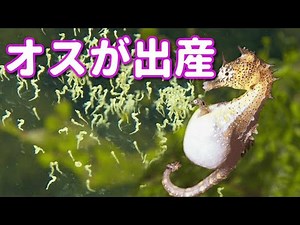 【ゆっくり解説】オスが子供を産む？タツノオトシゴを紹介