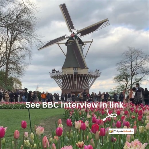 41K views · 1.5K reactions | Happy Tulip Tuesday! The Easter weekend...