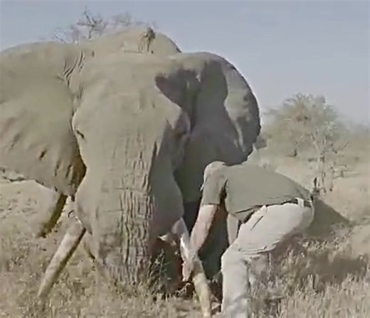 Conservation of mega fauna is vital for the future survival of the species! 🐘 #elep #conservation | Ronald Jenkins