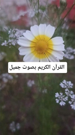 القرآن الكريم بصوت جميل #quranrecitation #yasseraldossary #لايك #راحة_نفسية #المصحف #quran