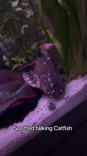 Spotted Talking Catfish in the Aquarium