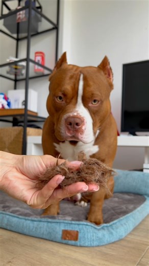79K views · 26K reactions | Best Deshedding Tool for Dog Owners | Chocodogger | Facebook