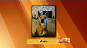 Nature's Way Pet Aquamation - 08/06/24