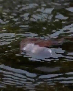 The purple frog spends nearly its entire life underground and surfaces briefly during the monsoon season to breed