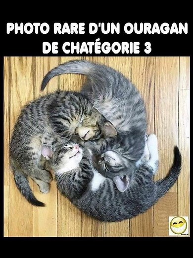 Chats drôles : compilation hilarante de chats et chatons mignons et fous