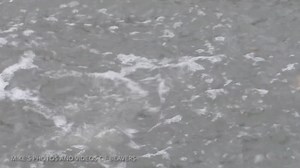 Who wants to see some beavers slapping their tails? This video compiles all the clips I have ever filmed of beavers slapping their tails. Beavers slap their tails as a warning sign that there is potential danger near. The beavers I follow are quite used to being watched by photographers, so they rarely slap their tails. However, once every month or two, someone or something on shore concerns them enough for a quick tail slap, and I’ve managed to capture a few on video. Enjoy! #beavers #wildlifep