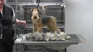 2.3K views · 60 reactions | Hand Stripped Lakeland Terrier Grooming - Watch what it takes to completely handstip this little terrier. Watch for the full video on the GroomingProfessors.com site under terriers. | Grooming Professors | Facebook