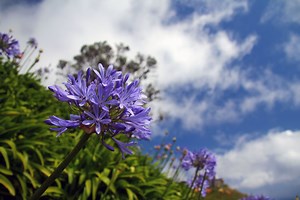 Agapanthus: The 5 golden rules for successful planting in your garden - Netmums