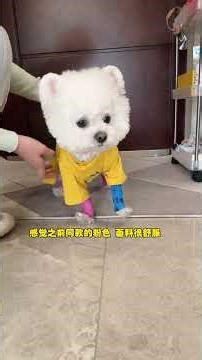 Which Color Outfits is More Popular: Yellow or Pink