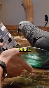 A Dinosaur Using Logic? 🧠🦜