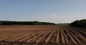 New Corn Sprouts Field Spring Growing Stock Footage Video (100% Royalty-free) 3431294867 | Shutterstock