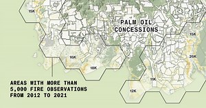 The World’s Addiction to Palm Oil Is Only Getting Worse