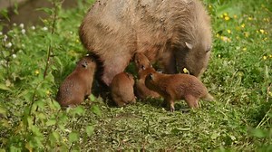 267K views · 9.9K reactions | Lochley the capybara became a new mum today - giving birth to not one, not two, not three, but FOUR pups! | Chester Zoo | Facebook