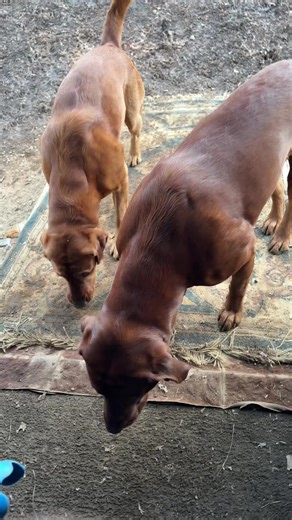 rusty and jr (@rustyandjr)’s videos with original sound - rusty and jr