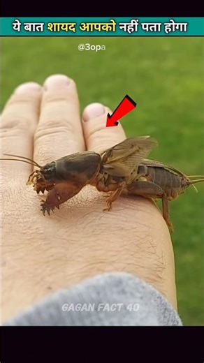 This insect will tear your ears apart😱||#shorts #facts #factsinhindi