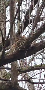 Hoppy Easter! We have a new baby Robin in the tree above the the house! Mommy is feeding her worms. We named her Red. | Precious and Pootie's fur baby adventures