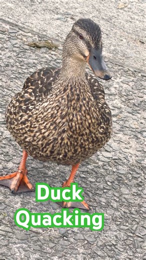 Duck Quacking 🦆#shorts
