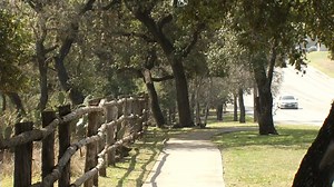 Mission to protect city's trees