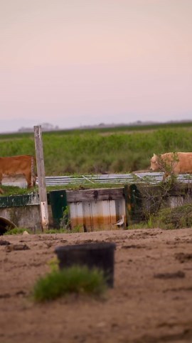 Burrowing owls in their natural habitat