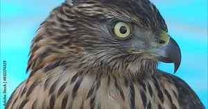 Wildlife - birds. The Eurasian Sparrowhawk (Accipiter nisus) is a diurnal predatory bird. The Eurasian Sparrowhawk is a good bird hunter and will feed on the birds it hunts.