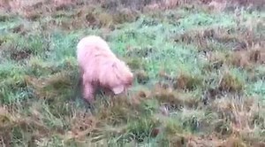 31 reactions · 5 comments | I think Mr Shag-pile Carpet Max the...