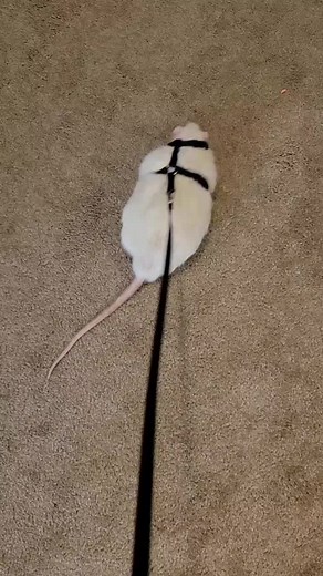 Pet Rat Leashes: Fun Ways to Take Your Rat for a Walk