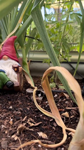 Hilarious Gnome Game in Our Garden