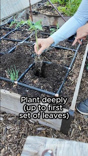 Tomato Planting 101: Step-by-Step Guide