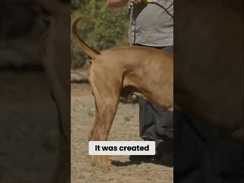 I Spent 30 Days with the Tosa Inu and Discovered Its Hidden Power